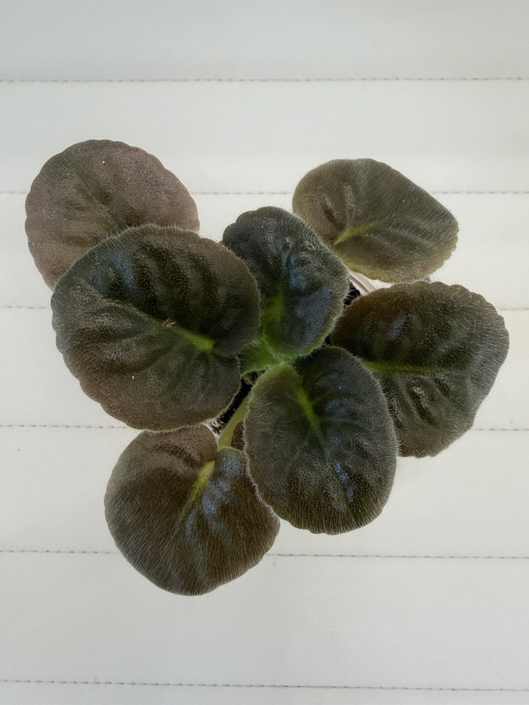 African Violet PLANT ~ LILON LILA Starter
