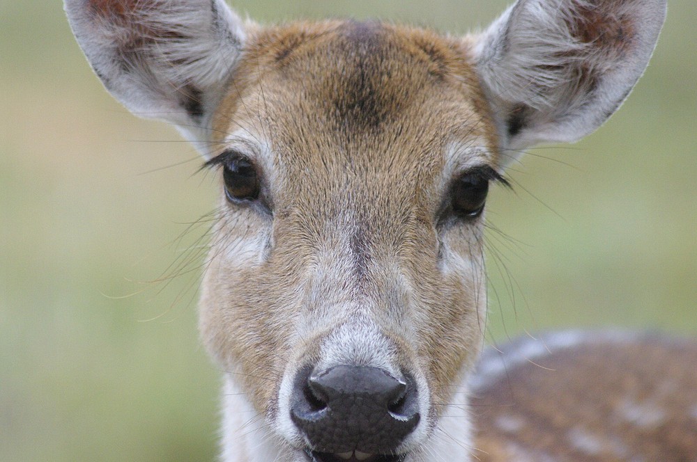 Axis Deer Taxidermy Reference Photo Cd