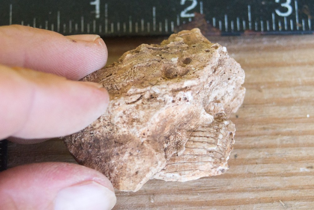 NE Oklahoma Fossil
