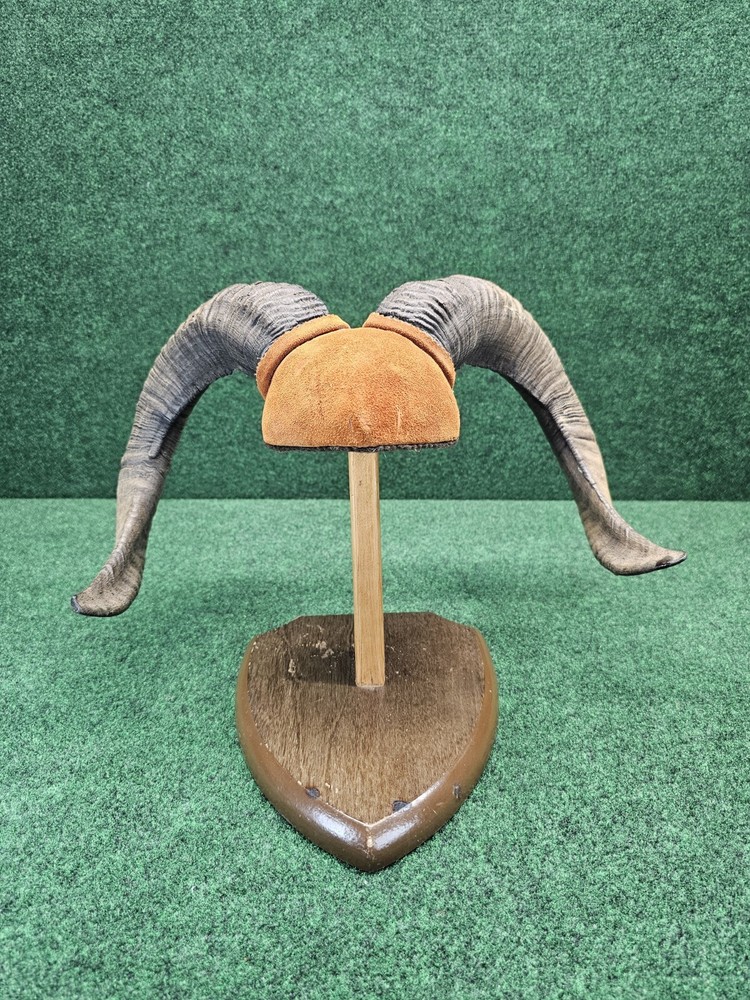 Rams Horn Taxidermy Mount