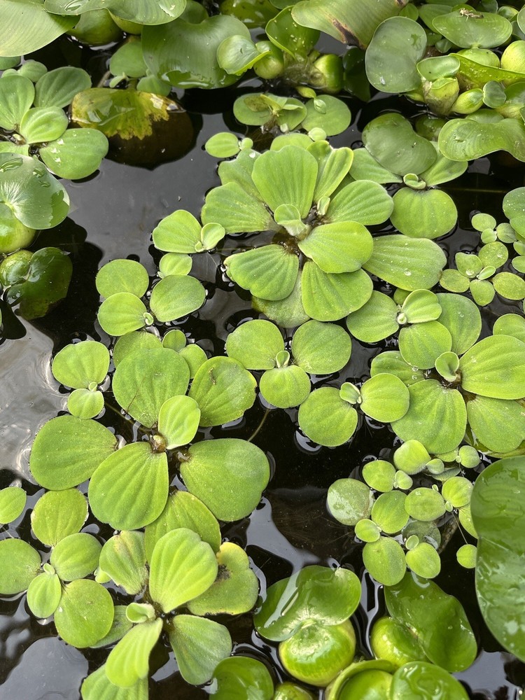 (15) Water Lettuce Koi Pond Floating Plants Rid Algae Medium Small 2-4” Grows 8+