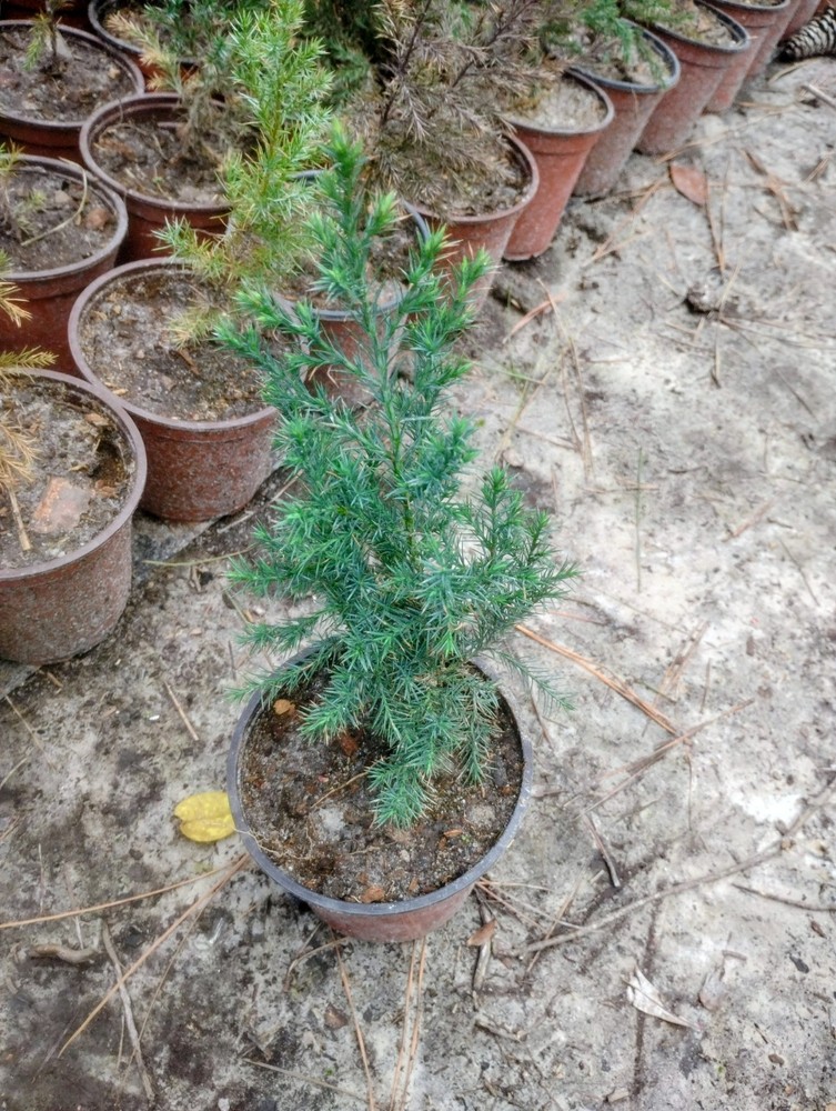 Eastern Red Cedar, 1 Quart Pot.