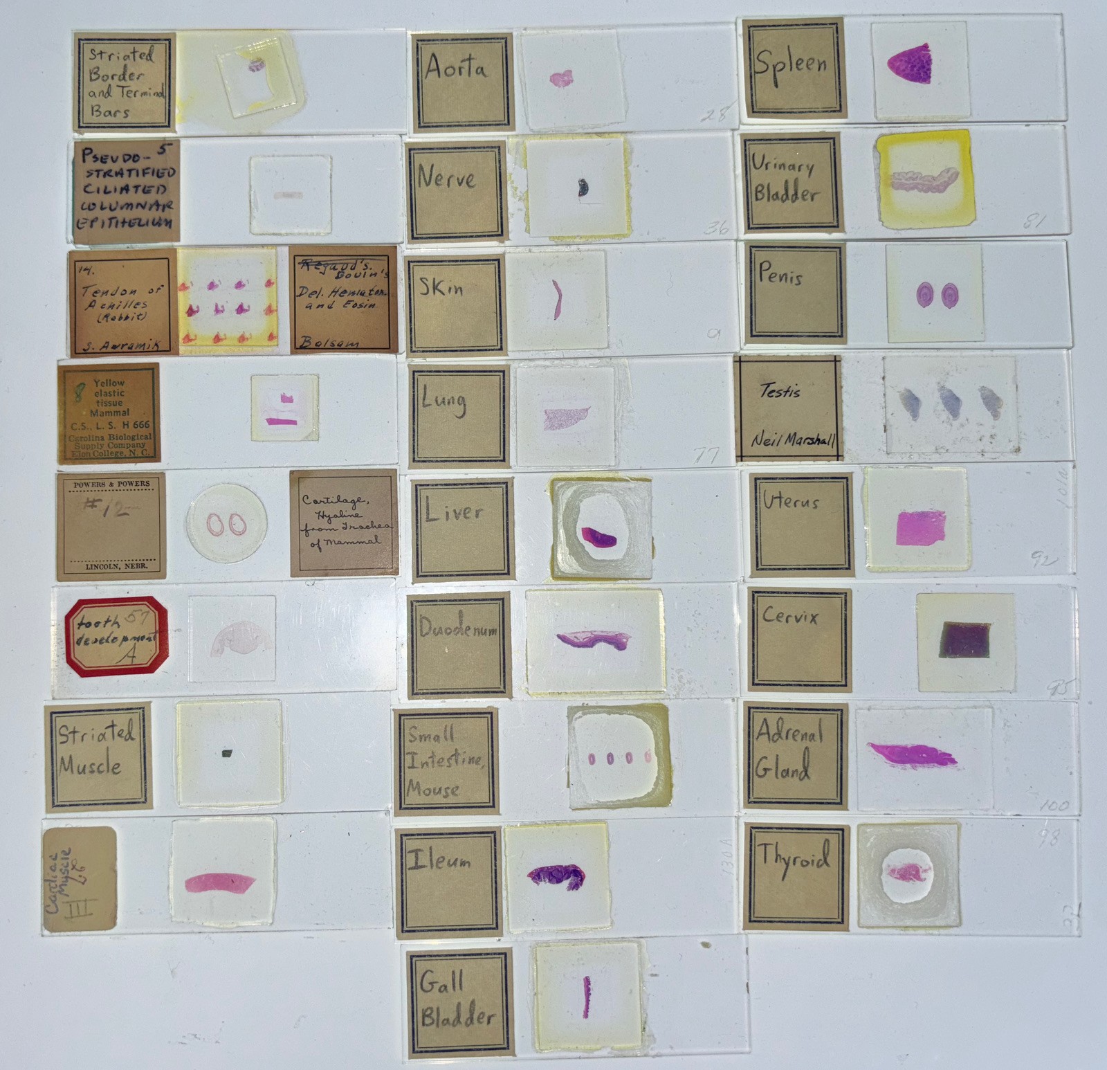 MAMMAL HISTOLOGY Microscope Slides set ORGAN SYSTEMS ANATOMY in wooden case