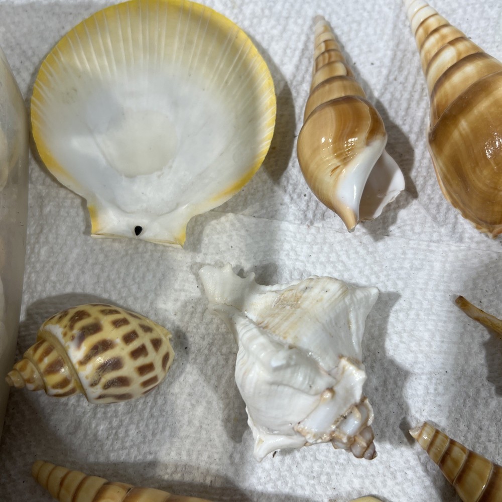Sea Shells Entire Tub B4