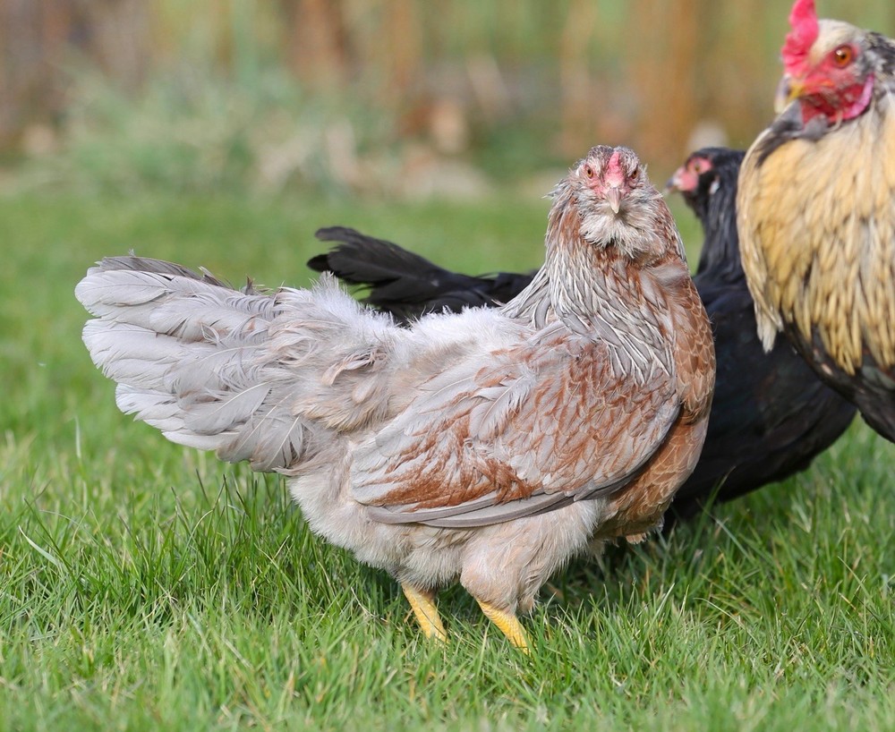 10++ NPIP Whiting True Blue Hatching Eggs - Read Description
