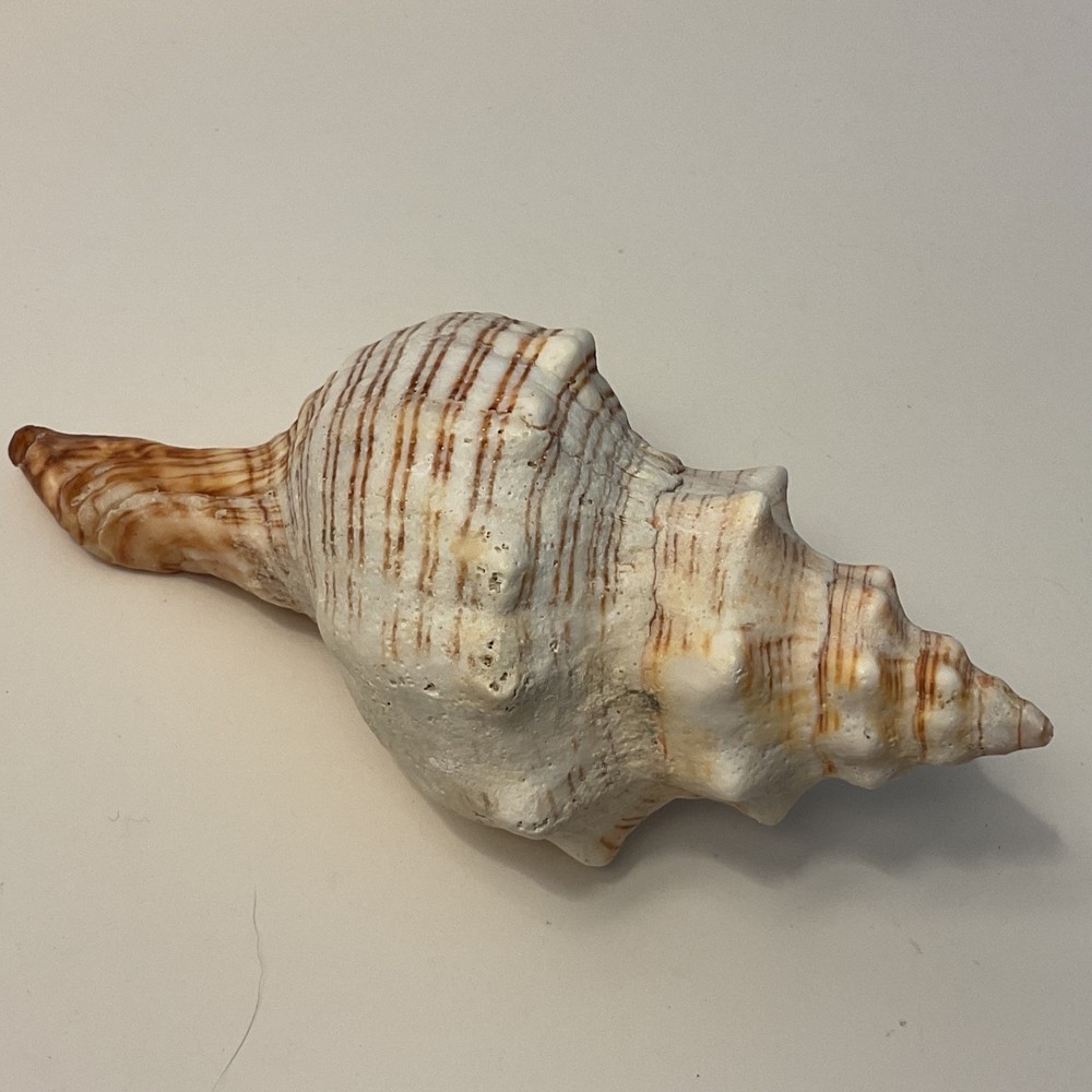 Conch Seashell Brown & White 7” Long Sea Shell