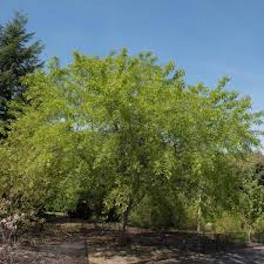 1 Black Cherry Tree 12-24" Tall Prunus serotina Bare Root
