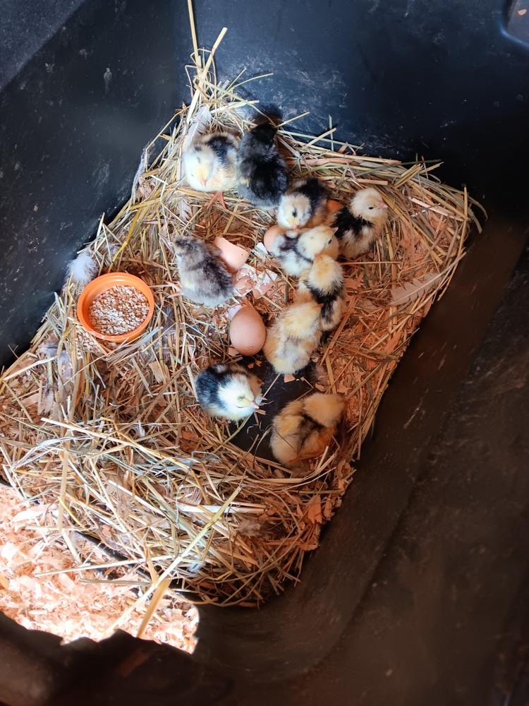12+ Rainbow Hatching Eggs – Marans, English Orpingtons, Olive Egger, Moss & AM
