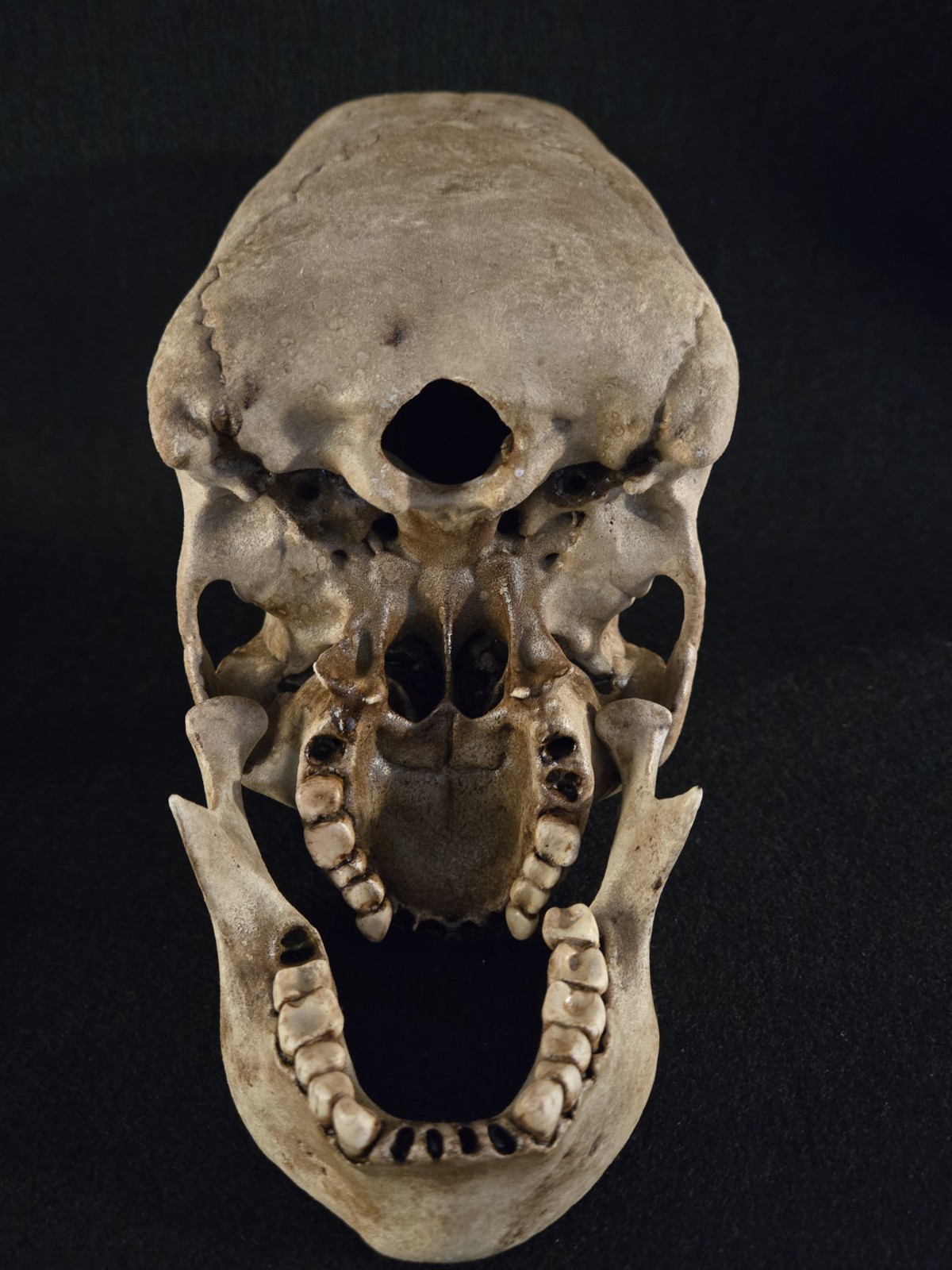 Human Skull - Peruvian Enlongated- Hyper Realistic with stand.