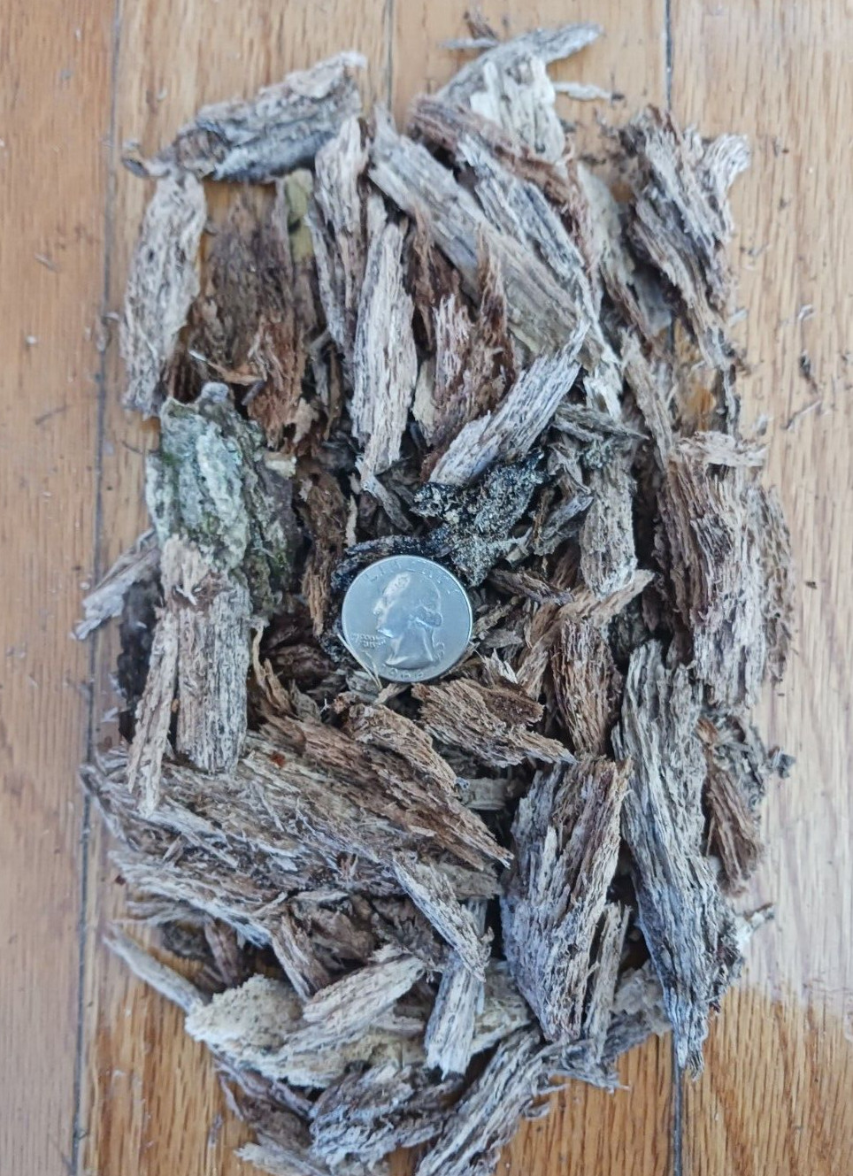 Rotting Wood Isopod, Springtails, Beetle, Millipede substrate 100+ CUBIC INCHES