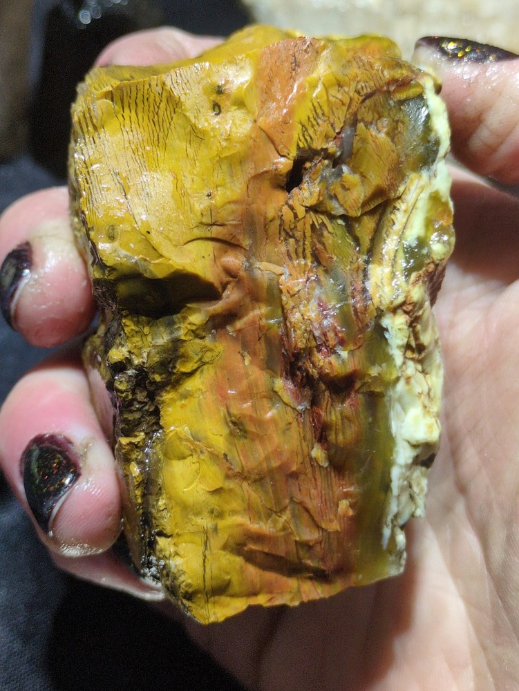 Opalized Wood Unique Banding Specimen Natural Form (10oz)