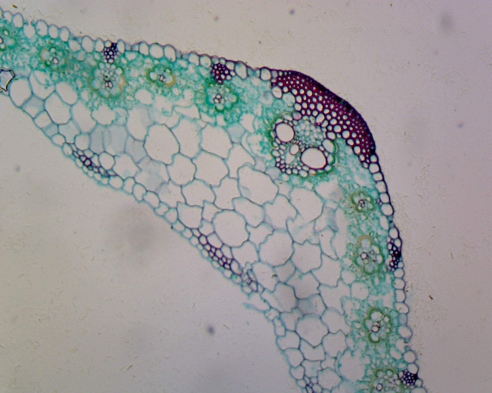 Microscope Slides - Zea Mays (Corn) Leaf; Cross Section