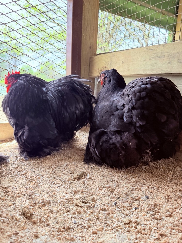 6+ Bantam Black Cochin Hatching Eggs Show Quality
