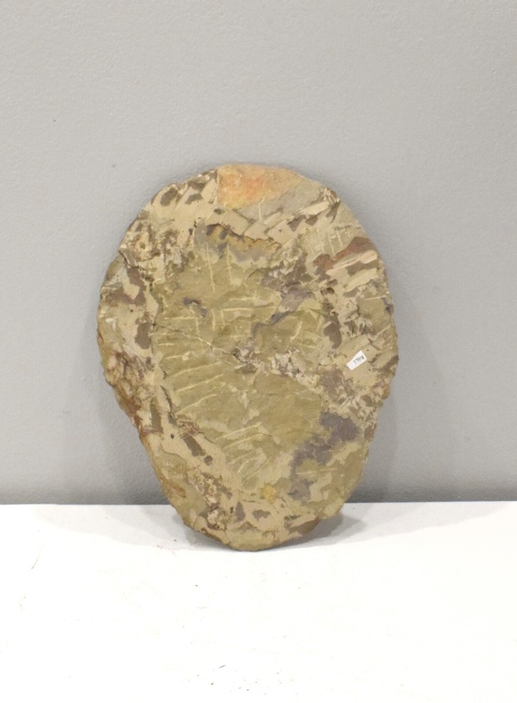 Faux Trilobite Mold Ceramic Cast