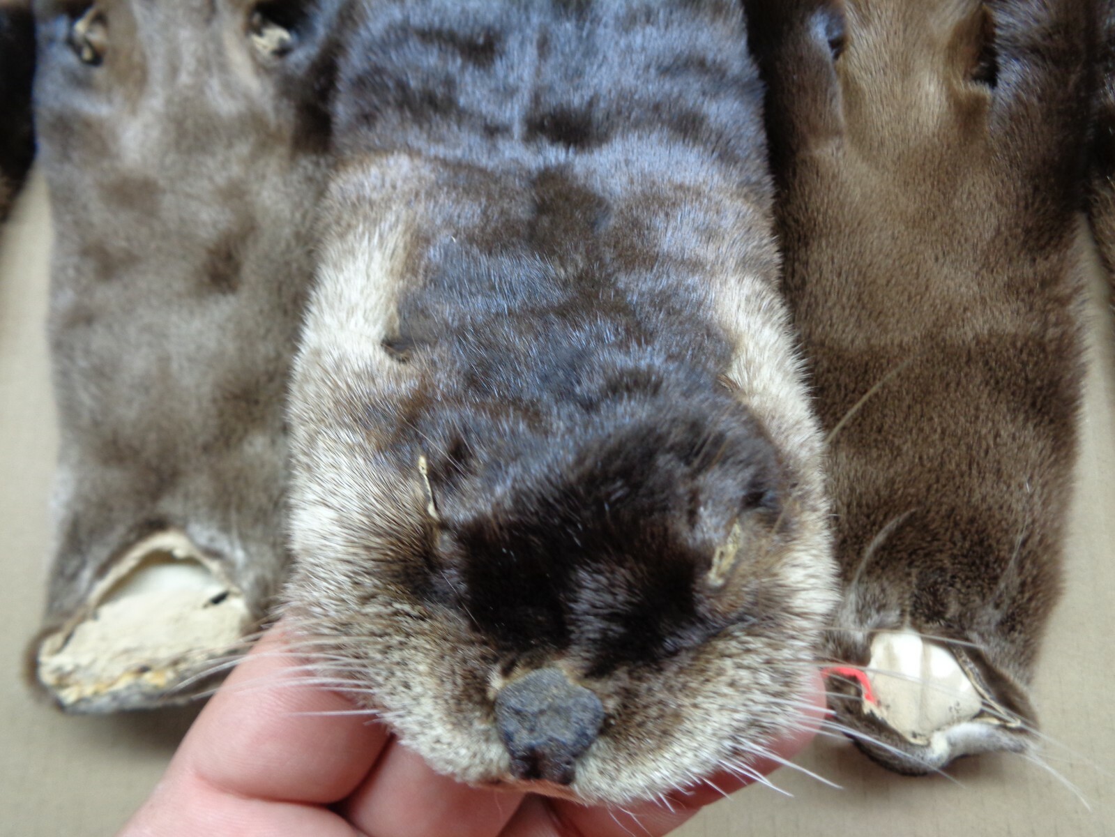 Tanned North American Dark River Otter, Lontra canadensis, soft furs, pelts