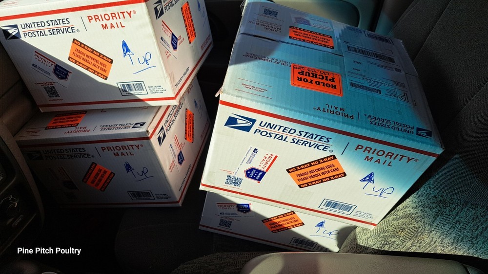 12+2 Silkie Hatching Eggs Npip