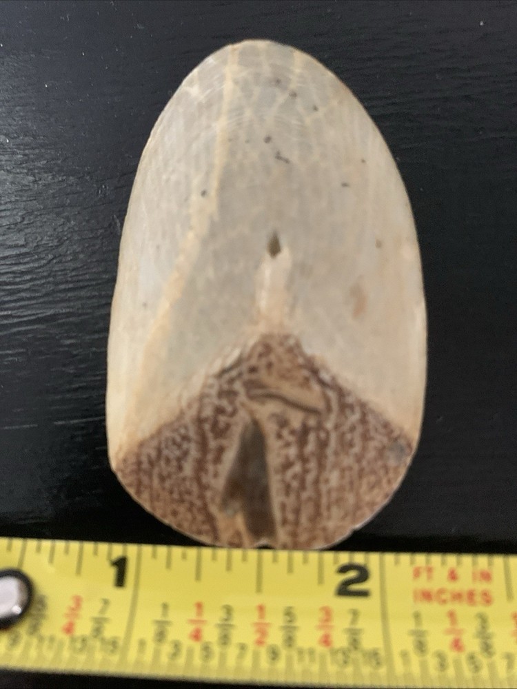 Tarpon Fish Scale~Natural Finger File