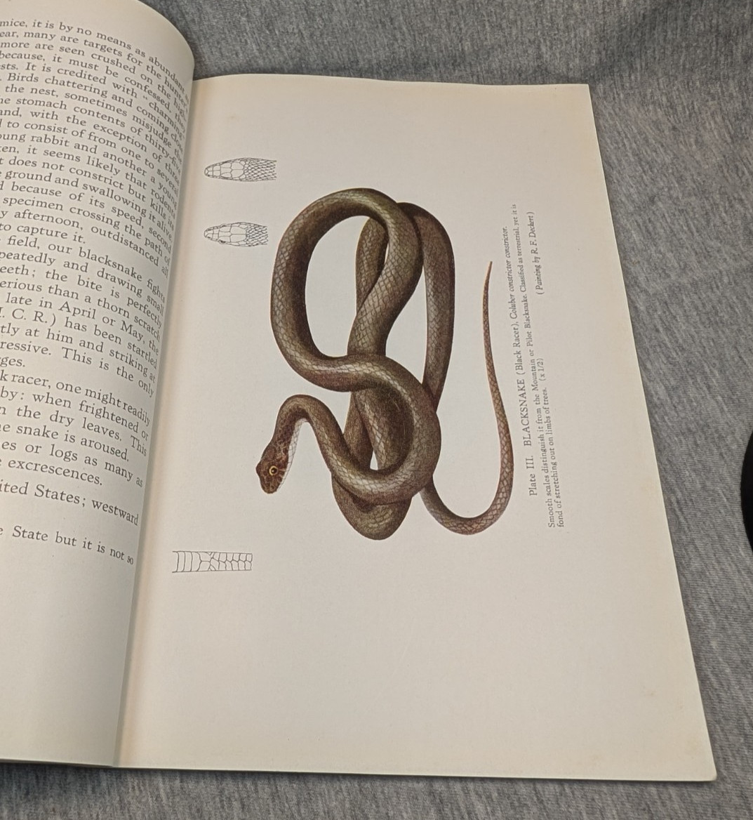 1936 Snakes of Maryland Illustrated Book Howard Kelly Color Plates 1st Edition