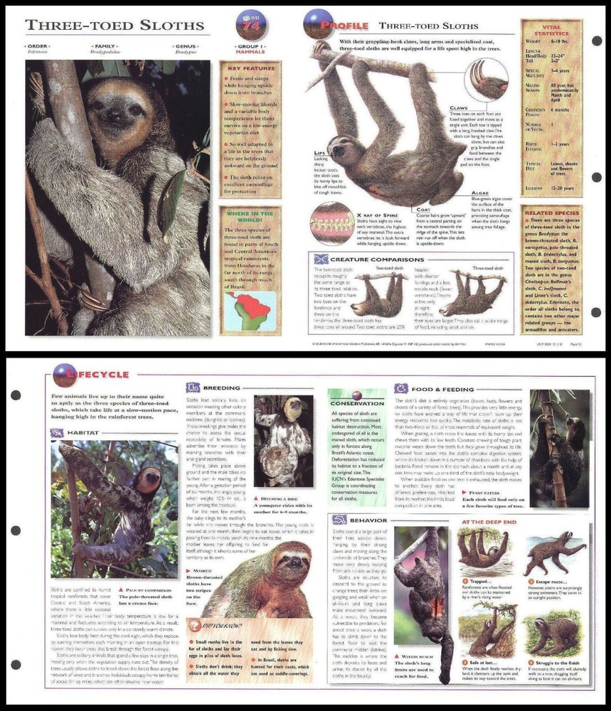 Fold-Out Sheet - Three-Toed Sloth - 74
