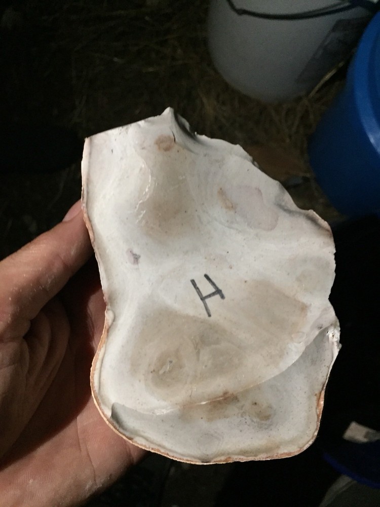 Heat treated Texas Chert Spalled medium flat 15+ Lbs $120