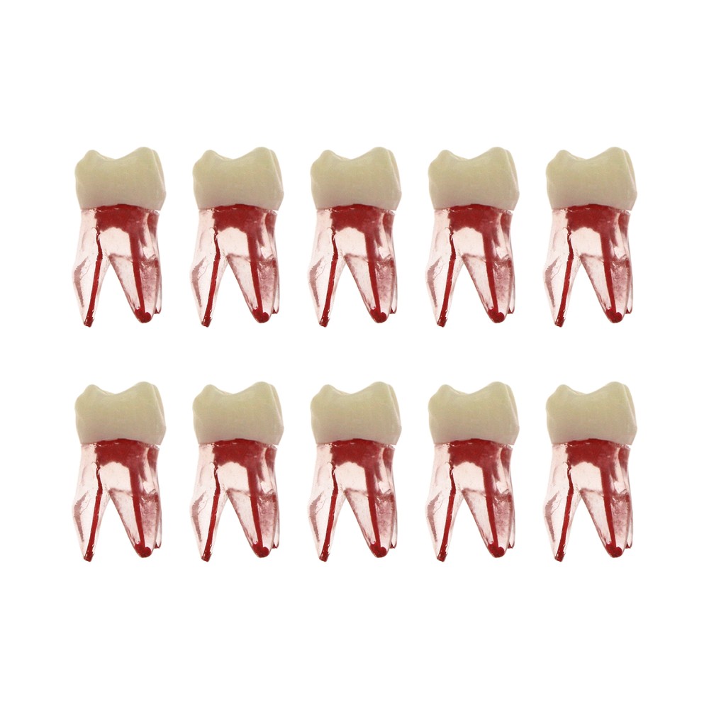 10Pcs Dental Root Canal Practice Model RCT Practice Endo Teeth Model Pulp Study