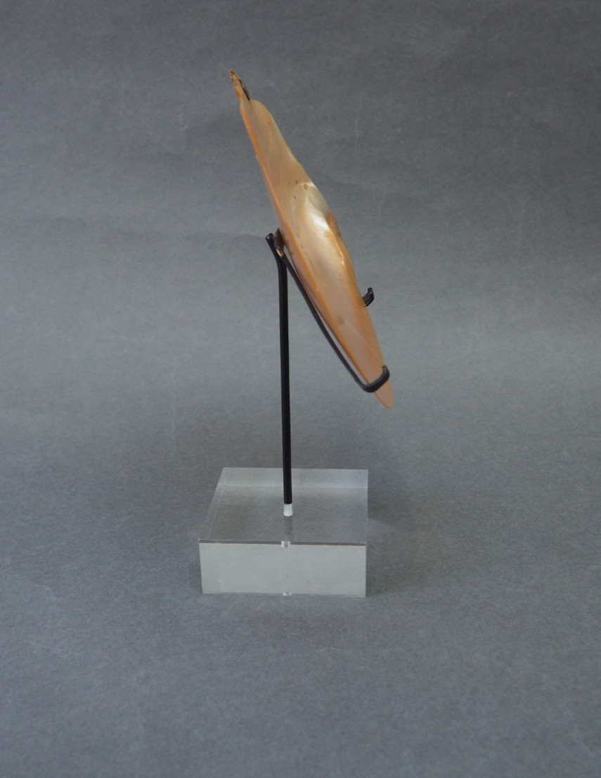 BEAUTIFUL OLD MOUNTED OCEANIC NEW BRITAIN PAPUA NEW GUINEA ARAWE CURRENCY SHELL