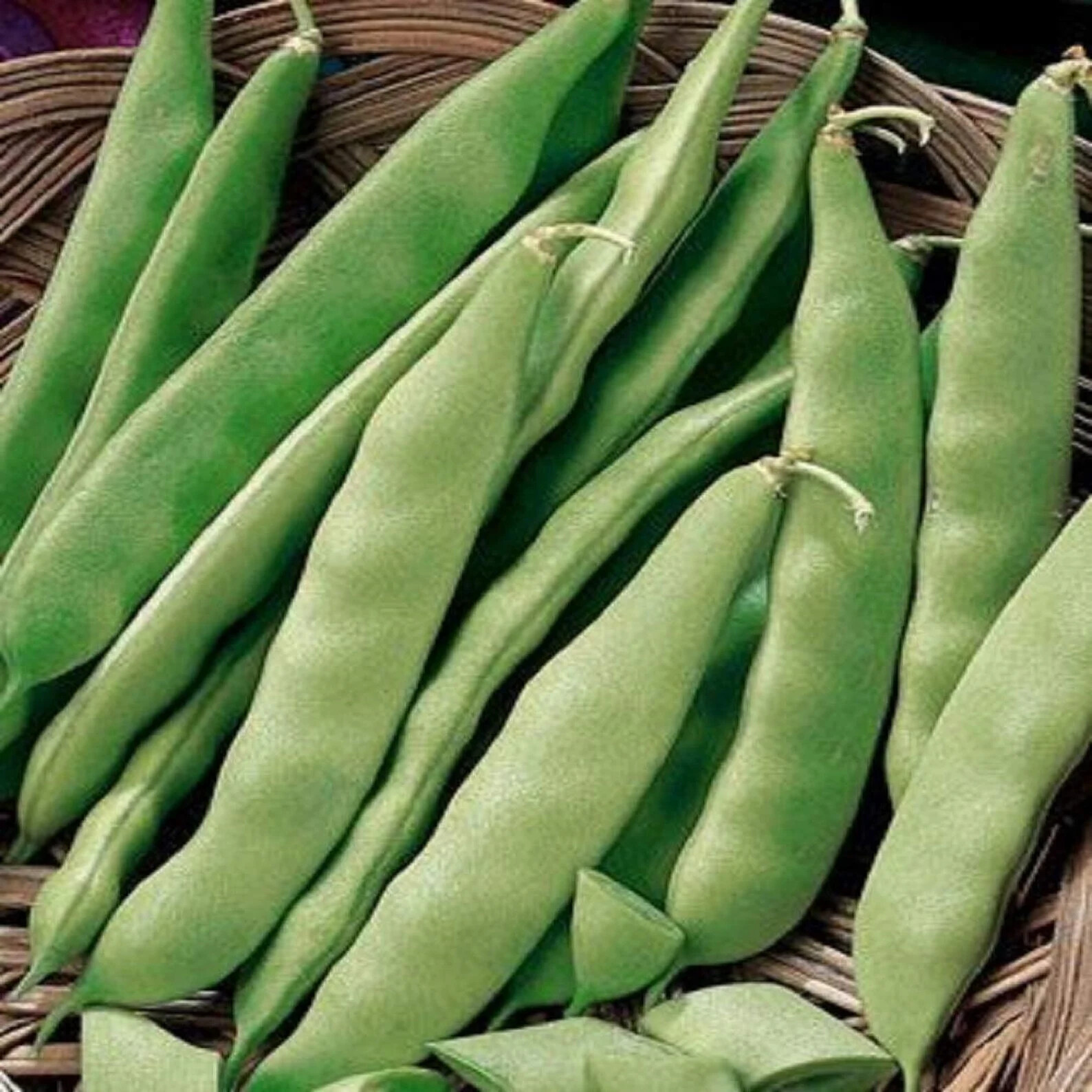 150+ BLUE LAKE BUSH GREEN BEAN SEEDS HEIRLOOM NON-GMO TASTY HARDY AUTUMN BULK