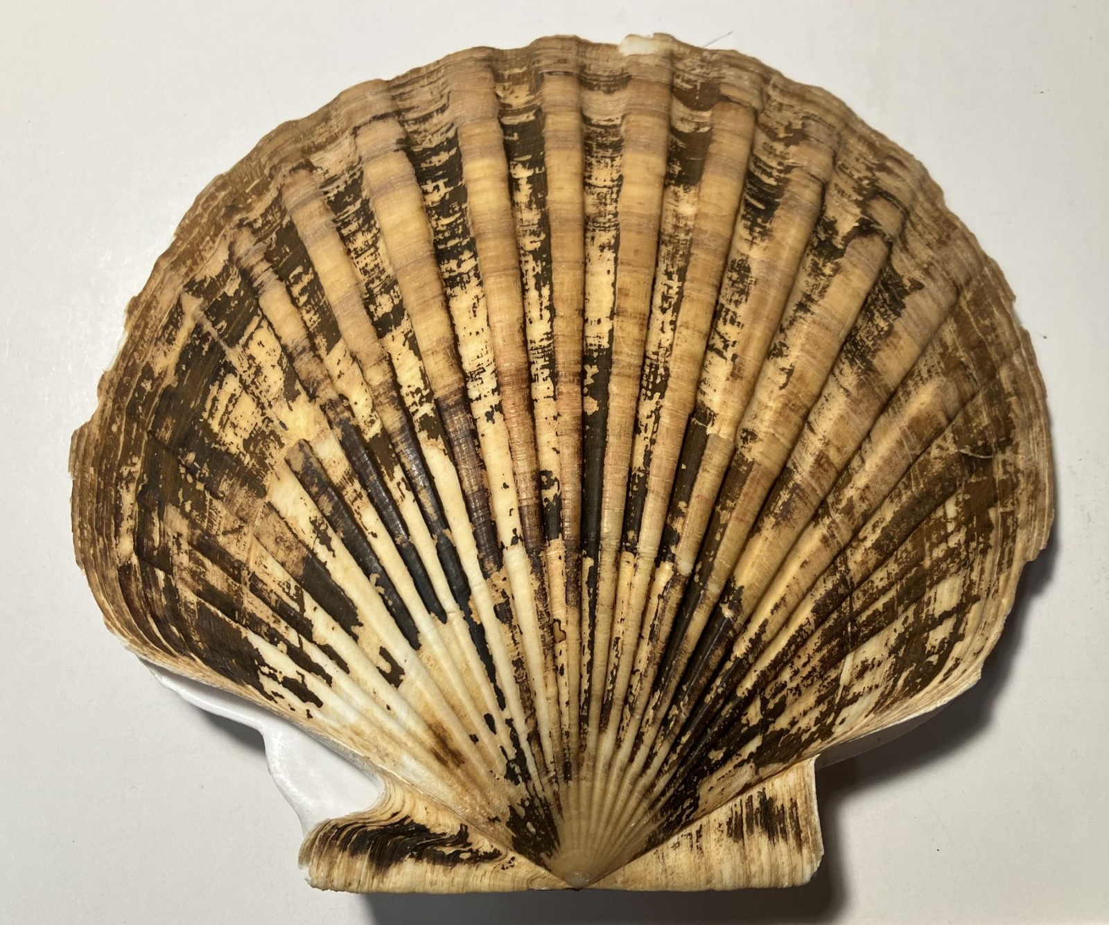 Patinopecten caurinus. Weathervane Scallop. Great Shape. 180 mm.