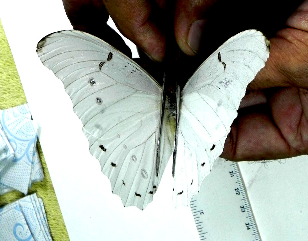 morpho polyphemus male A1