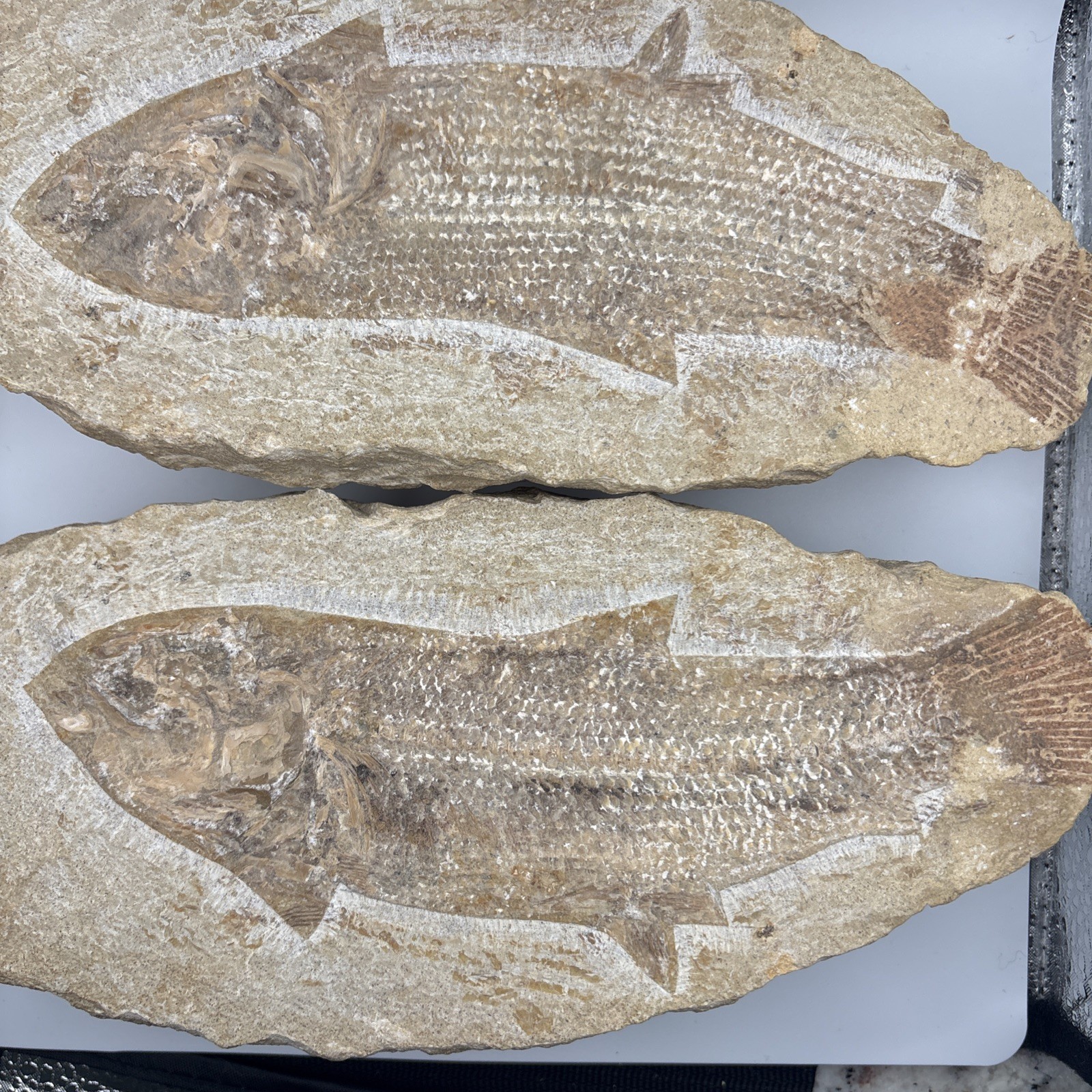Vinctifer Comptoni Fossil Fish, Brazil, 99-112 million yrs old 9 inches 2 halves