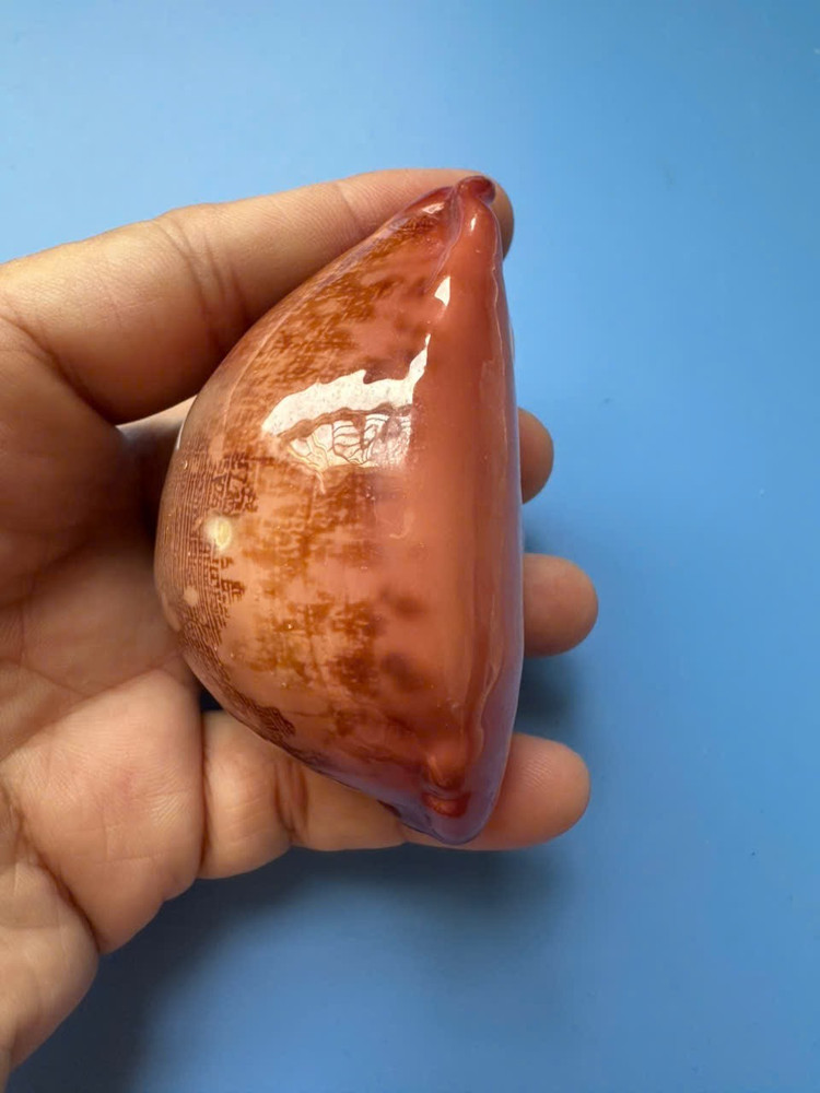 71.6mm | Cypraea Mappa |F+++ | RED pattern