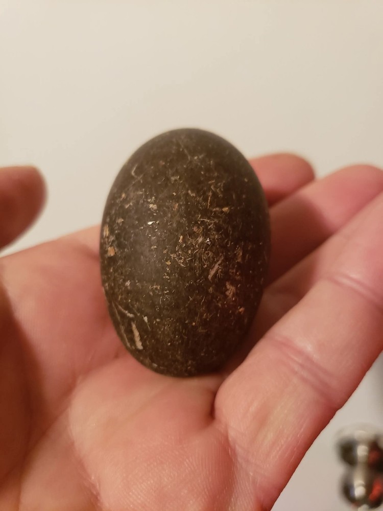 4+ Cayuga Duck Hatching Eggs Pure Breed 😍 Plus Free Gift