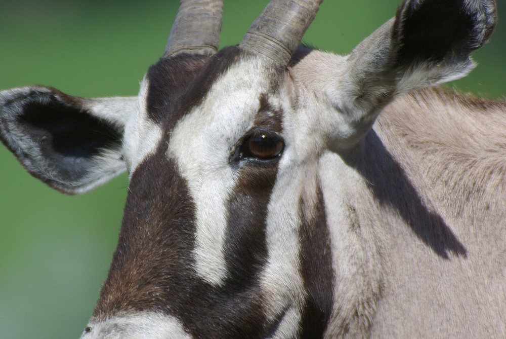 Gemsbok Taxidermy Reference Photo Cd