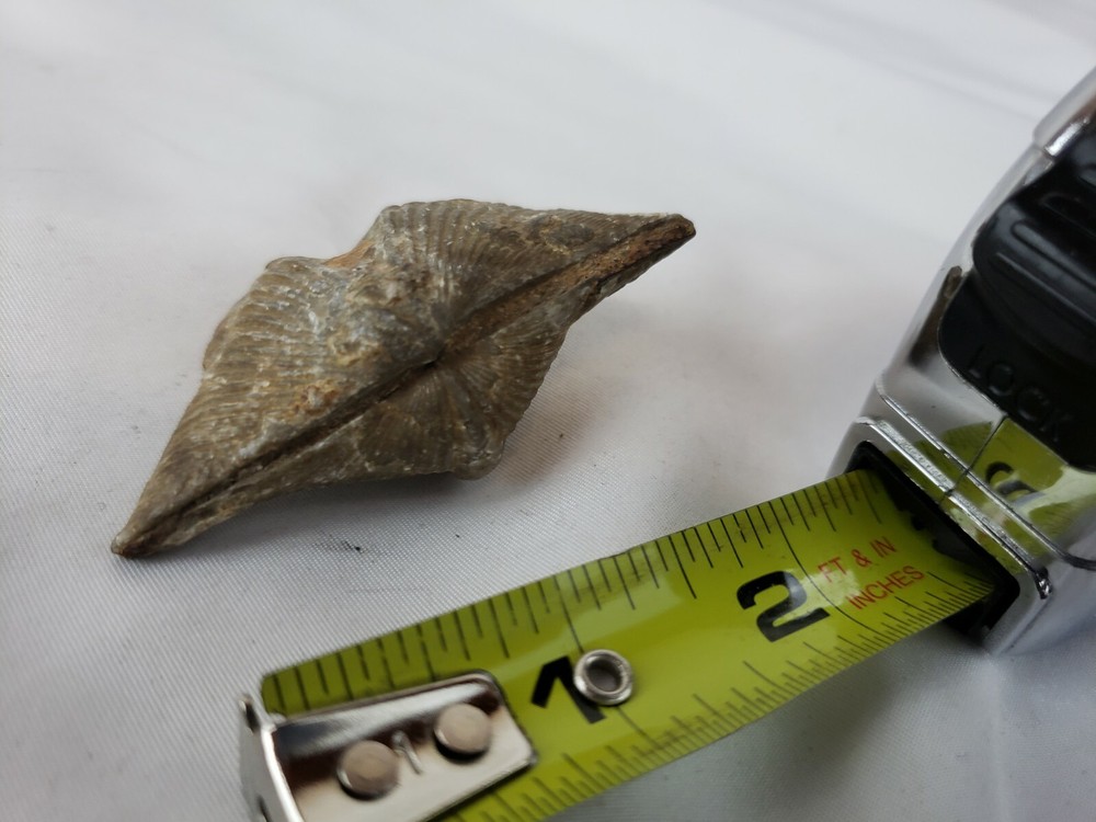Pre-historic fossil, nice, rare