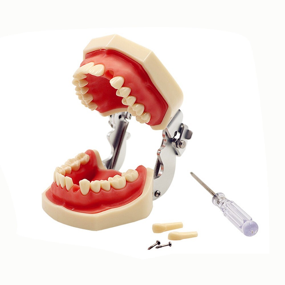 Dental Typodont Practice Study Standard Teeth Model 28 Pcs Removable Teeth M7008