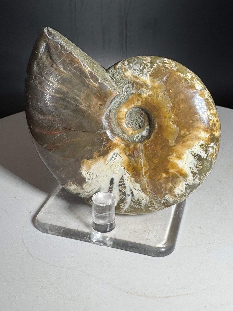 Natural Rainbow Ammonite Madagascar 104g