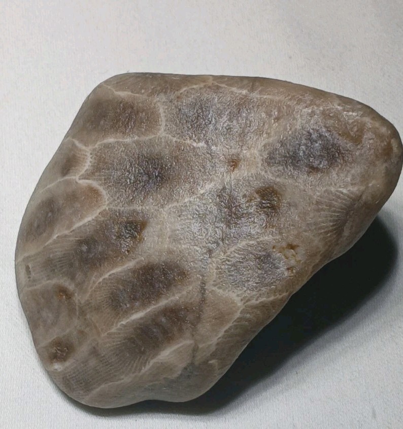 Natural Michigan Petoskey Stones • 4pc Unploshed • Great Lakes Fossil Coral