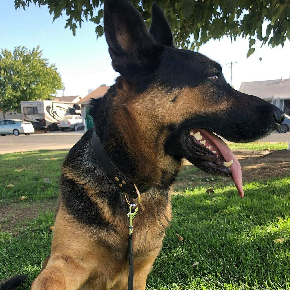 Genuine Leather Dog Collar Durable Alloy Hardware for Medium Extra Large Dogs