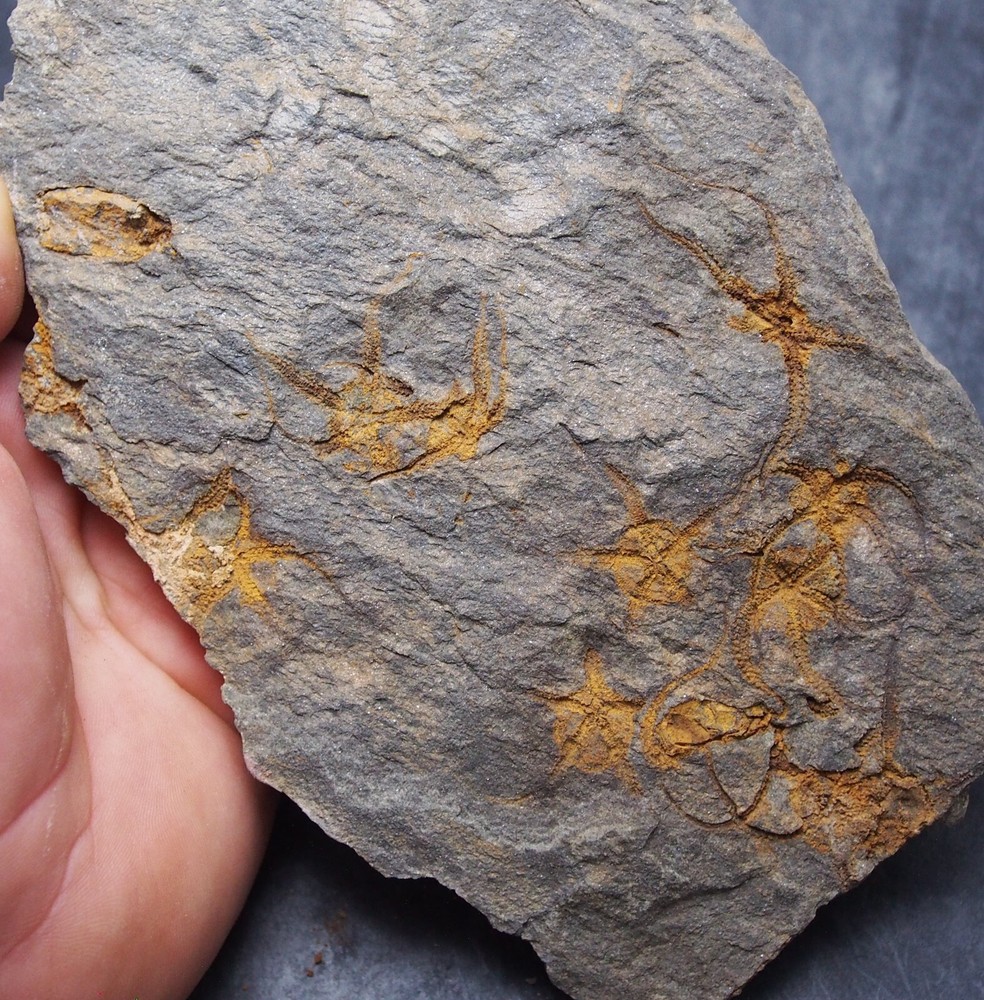 Edrioasteroid Protaster sp. Echinoderms Ordovician Fossil Fossilien