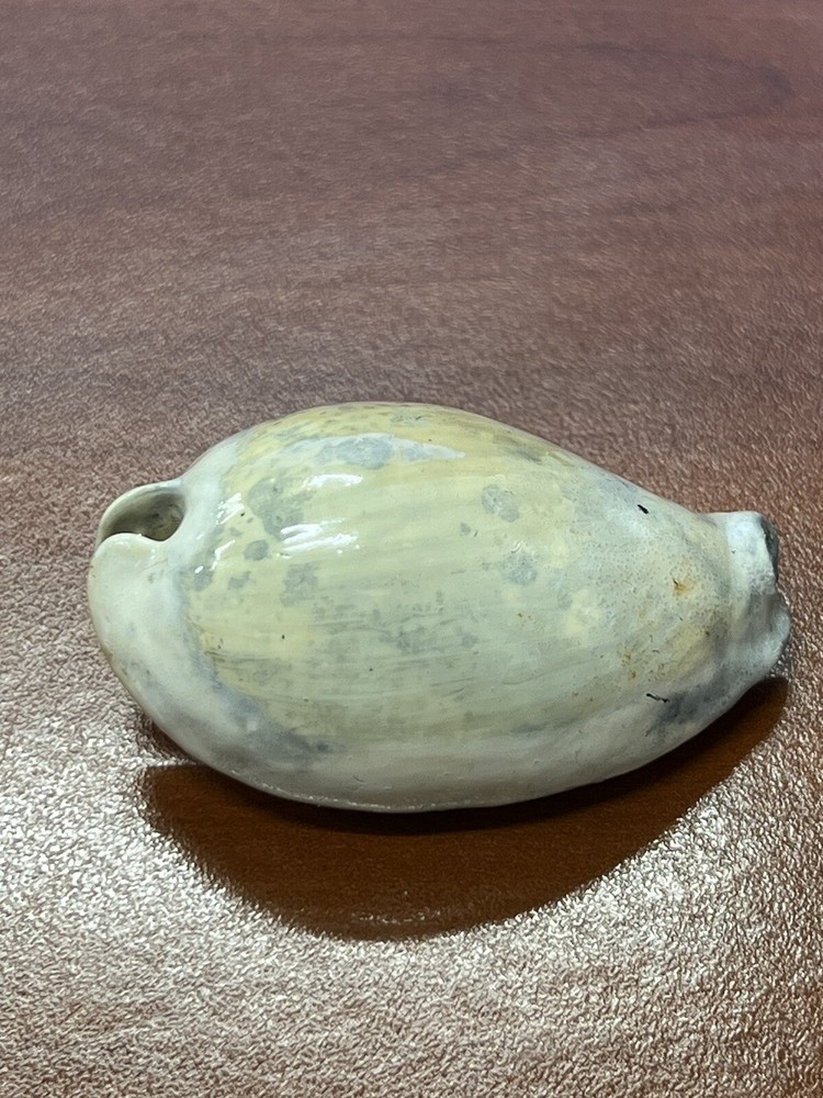 EXTINCT Fossilized COWRIE Shell From Central Florida, Pliocene Era.