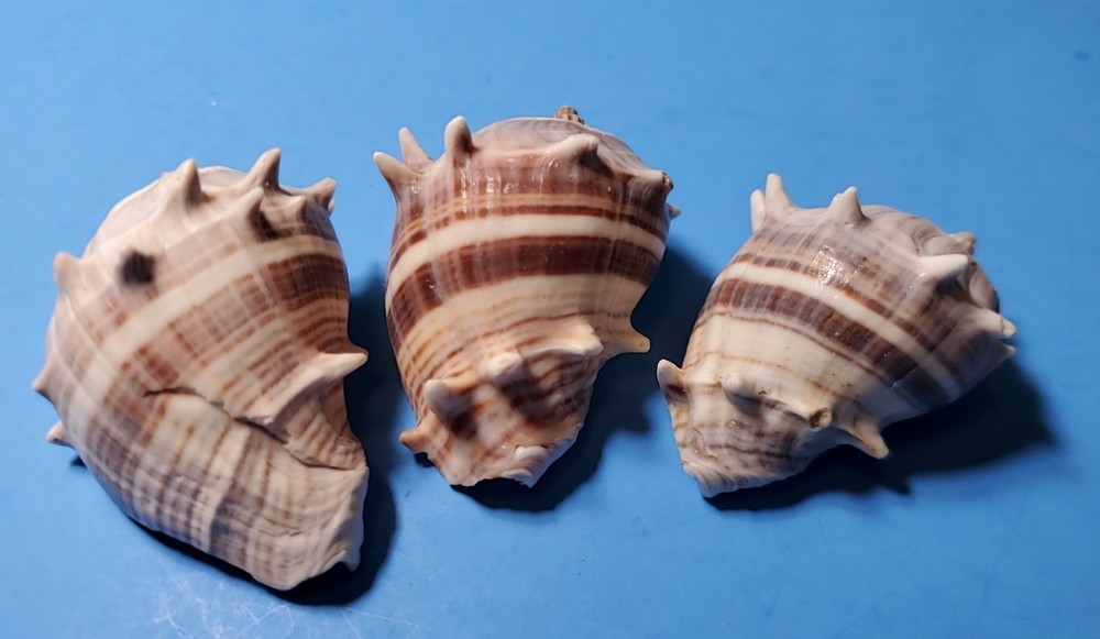 3-MELONGQUA BISPINOSA SEA SHELLS.