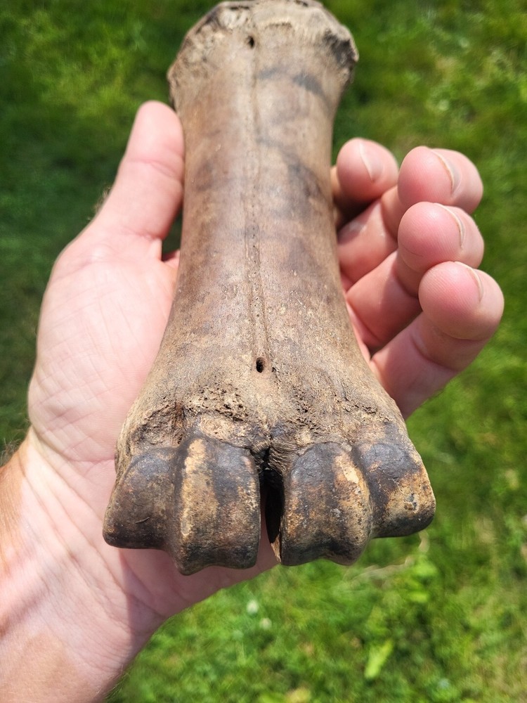 Bison metacarpal Historic bison foot bone