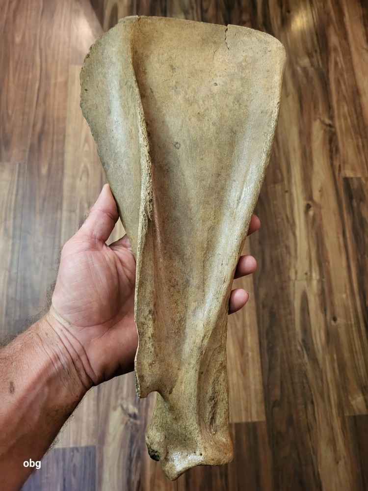 Historic Bison SHOULDER BLADE  scapula