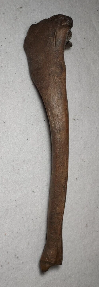 Deer Tibia Bone Fossil from Ice Age
