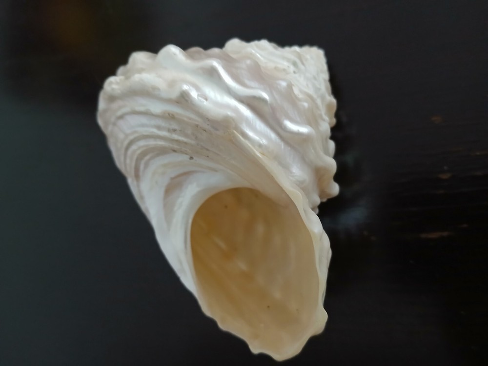 ASTREA UNDOSA Vintage Seashell Large 4"