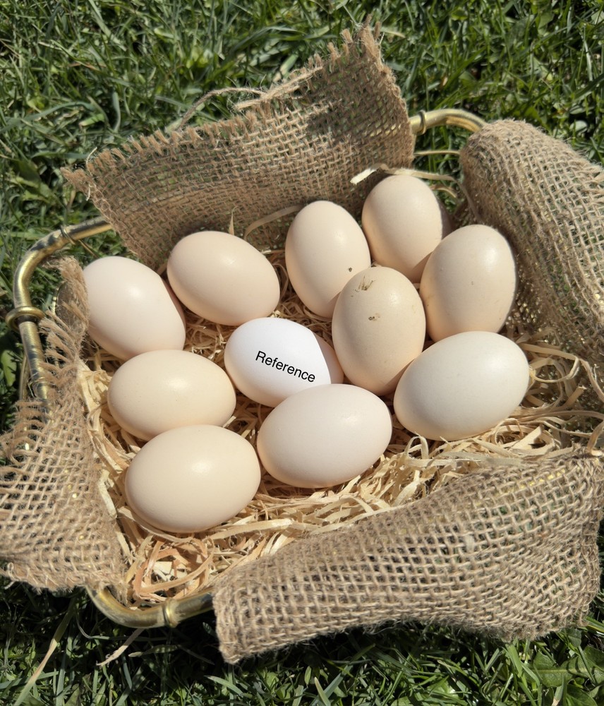 10++ NPIP Ayam Cemani Hatching Eggs - Read Description