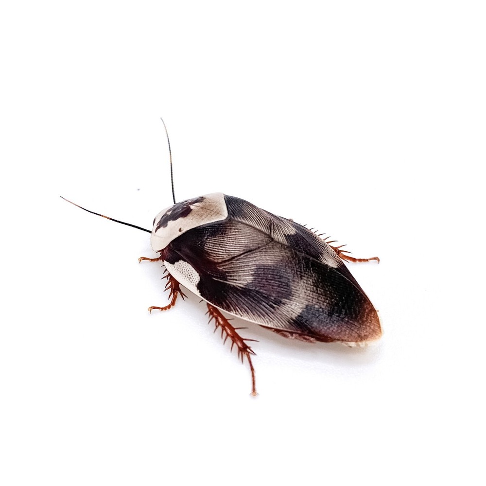 15CT Centurion Roach (Gyna centurion)