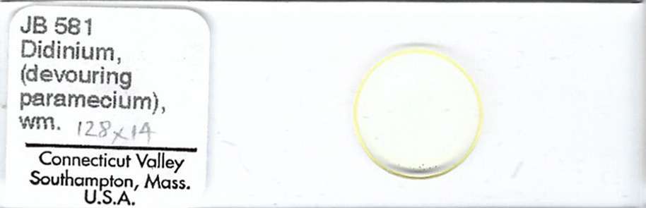 Didinium Devouring Paramecium w.m. Microscope Slide
