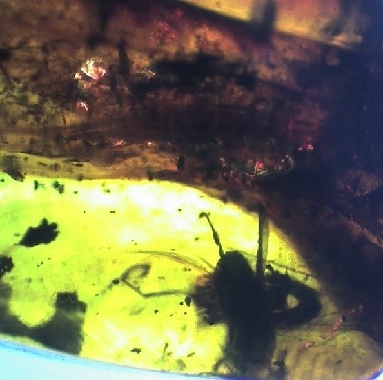 ++ Winged Ant!! In Mexican Amber Specimen 4g