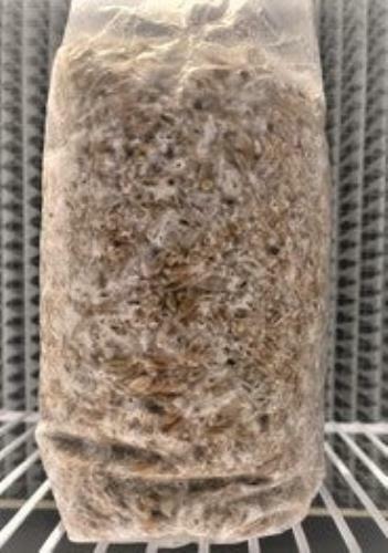2lbs Master Grain Spawn